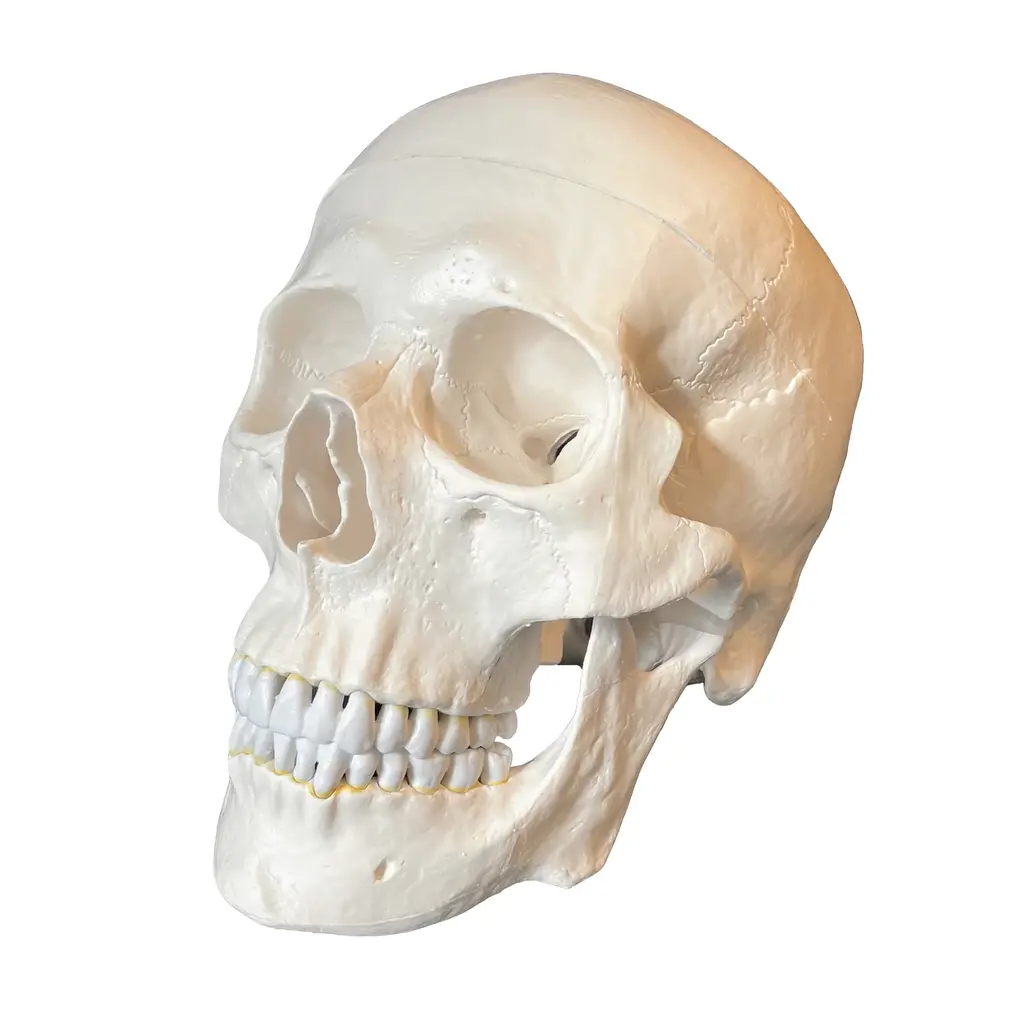 Anatomisk skallemodell i vuxenstorlek