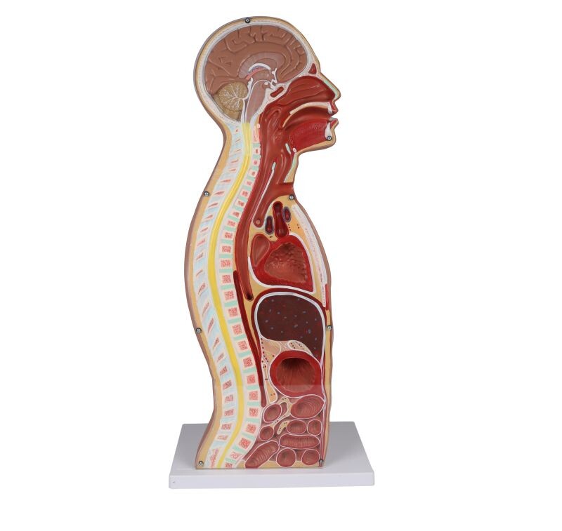 Trakeostomi Torso, naturlig storlek