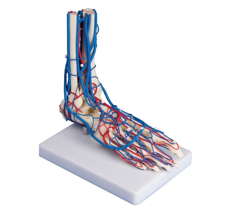 Vaskulär anatomiska kärl fotmodell