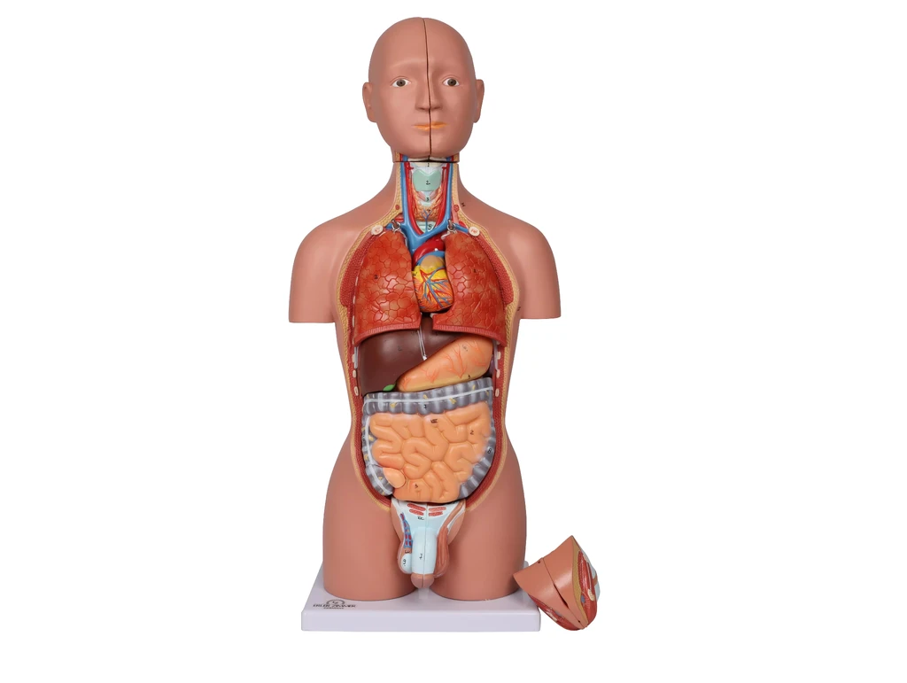 Miniatyrtorso, 16-delad, dubbelkönad