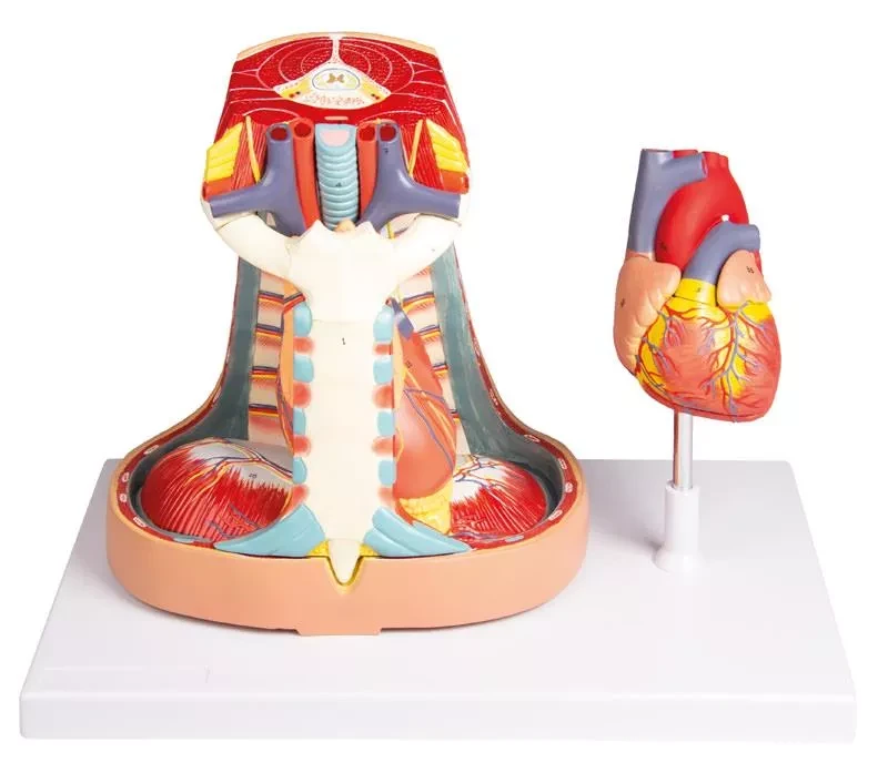 Mediastinum, naturlig storlek