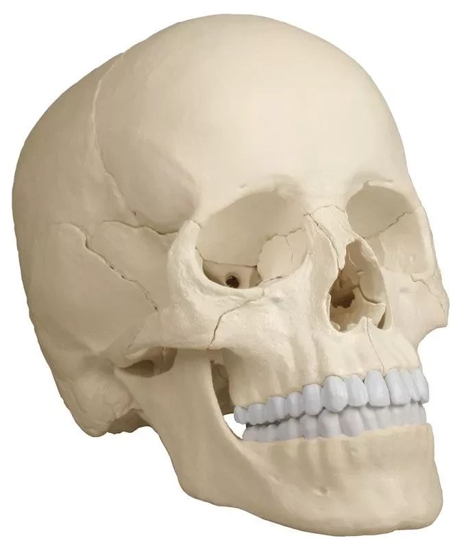 Osteopatisk skallmodell, 22 delar, anatomisk version