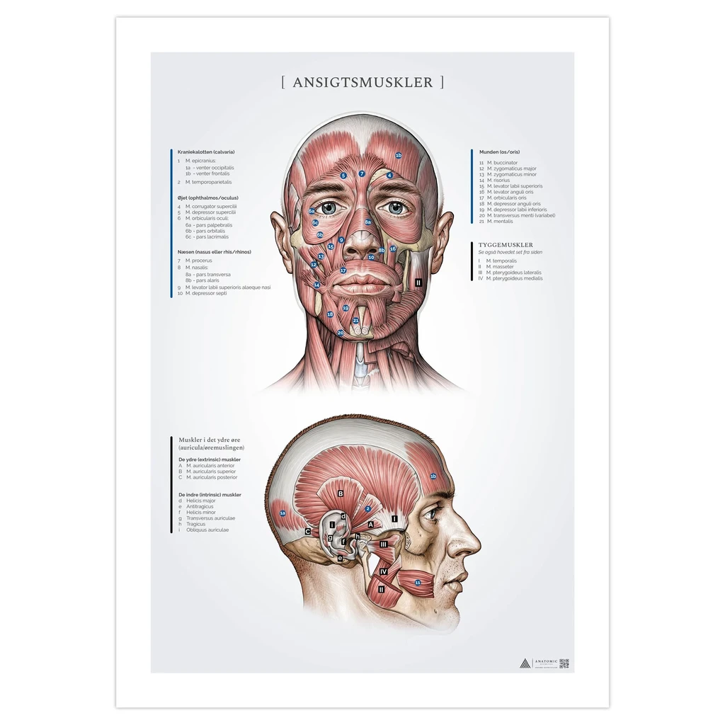 Ansiktsmuskler, anatomiposter 50x70mm