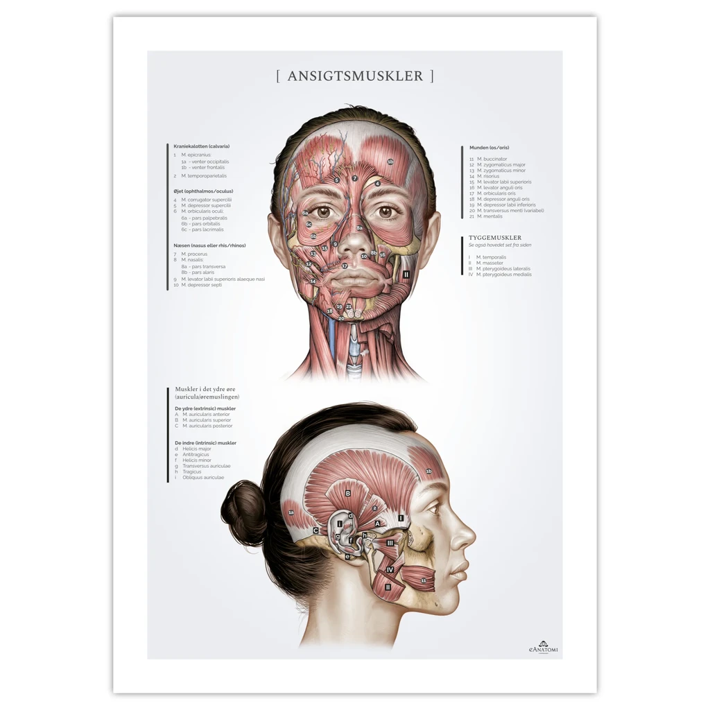 Ansiktsmuskler hos kvinnor, anatomiposter 50x70mm