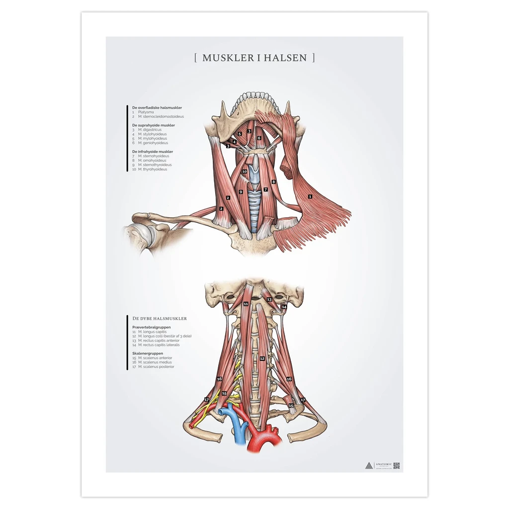 Halsmuskler anatomiposter 50x70mm