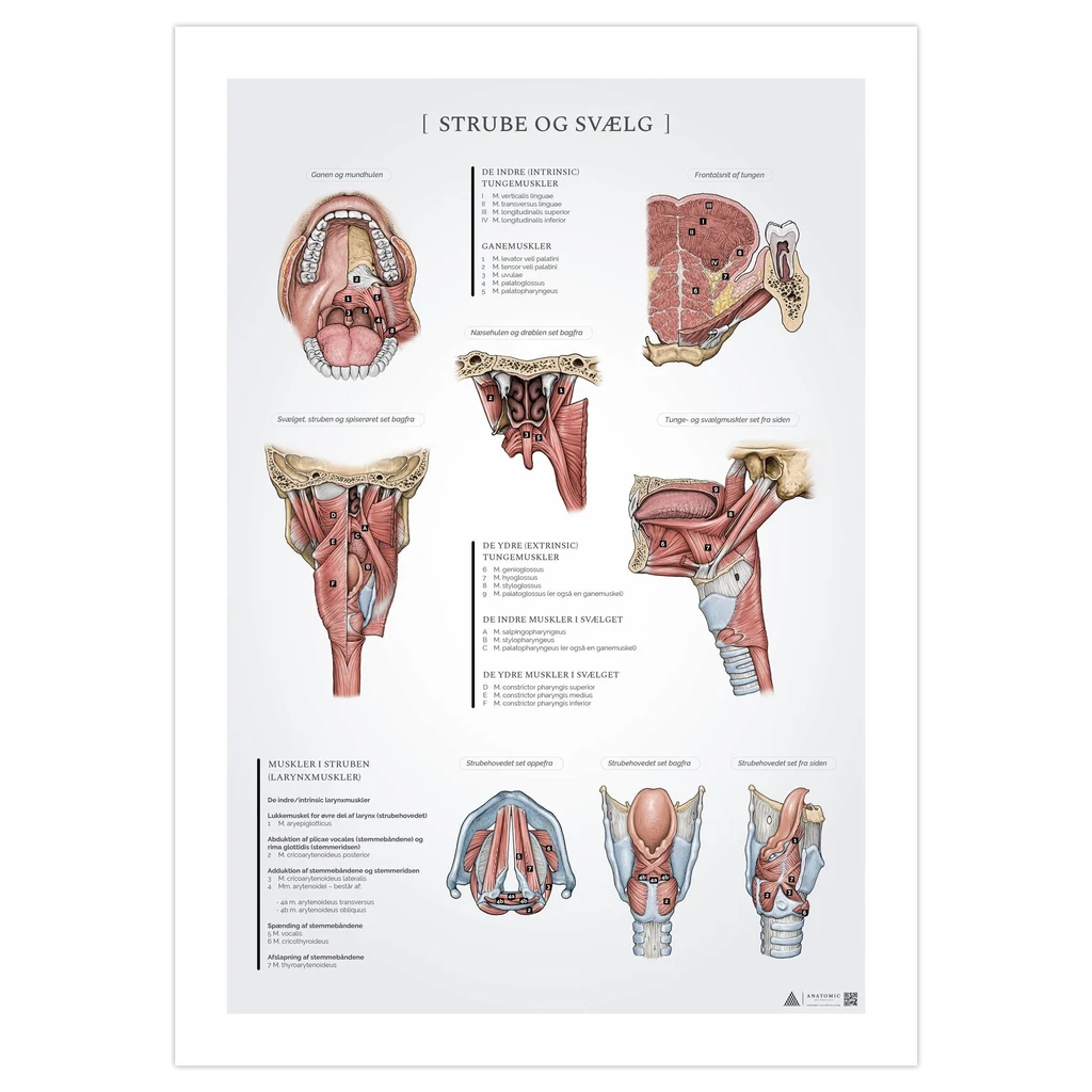 Hals och svalg anatomiposter 50x70mm