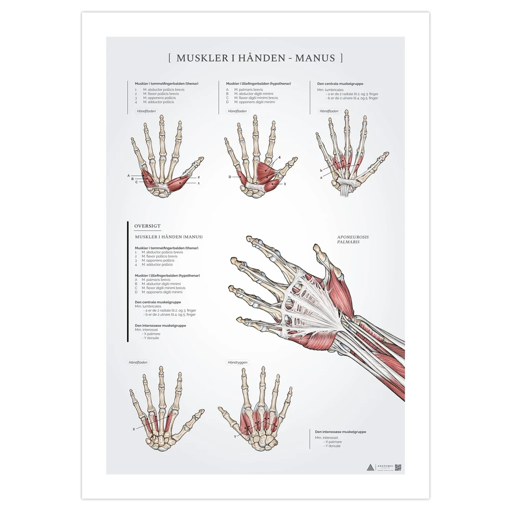 Muskler i handen anatomiposter 50x70mm