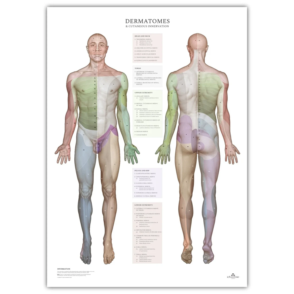 Dermatomer och hudens innervationsområden, plansch 50x70 cm