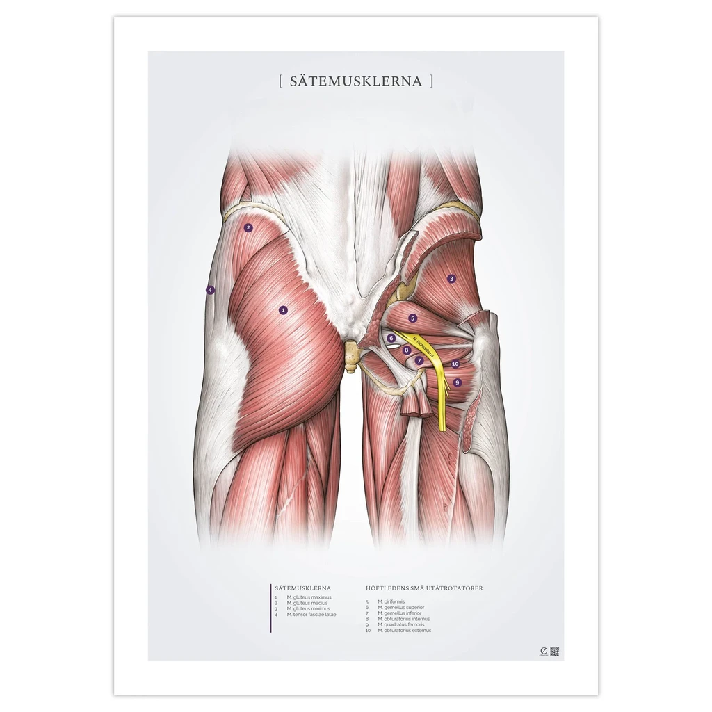 Sätesmusklerna poster 50x70mm