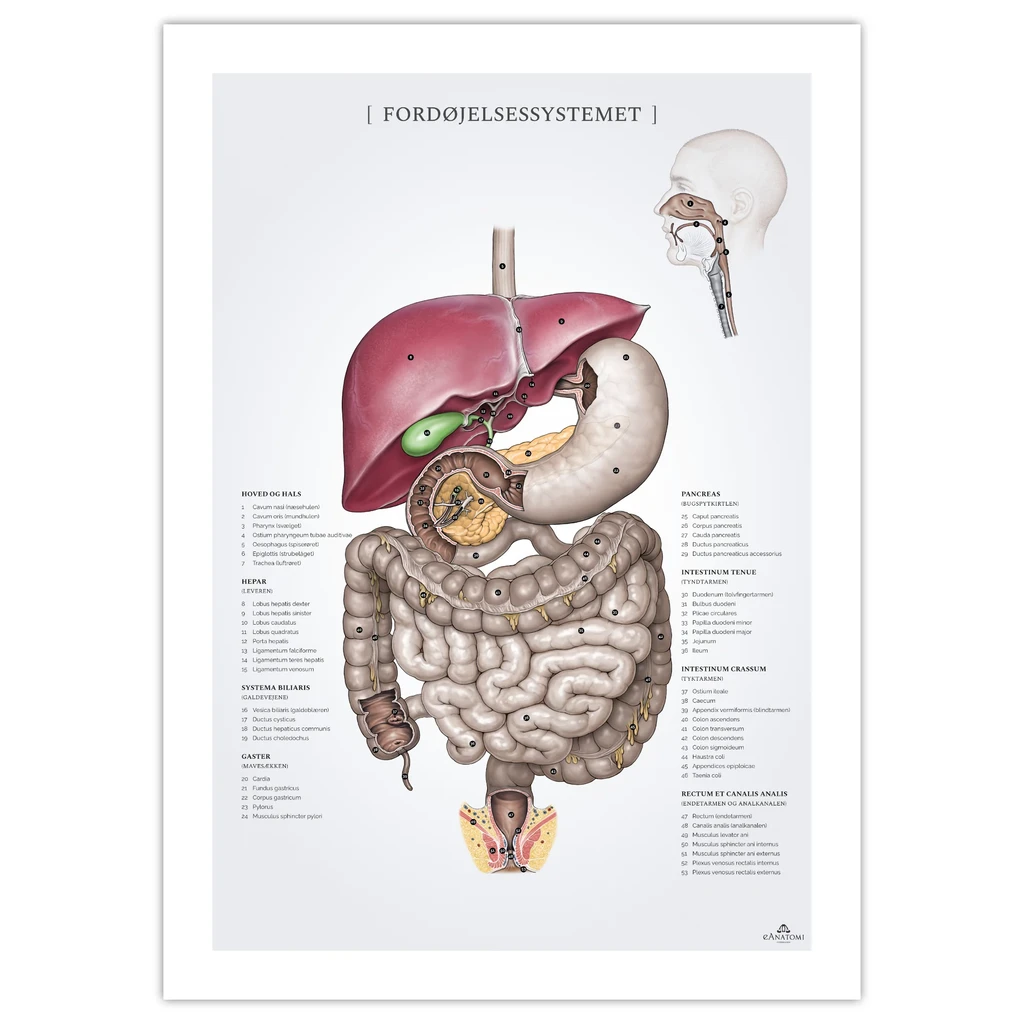 Matsmältningssystemet anatomiposter 50x70mm