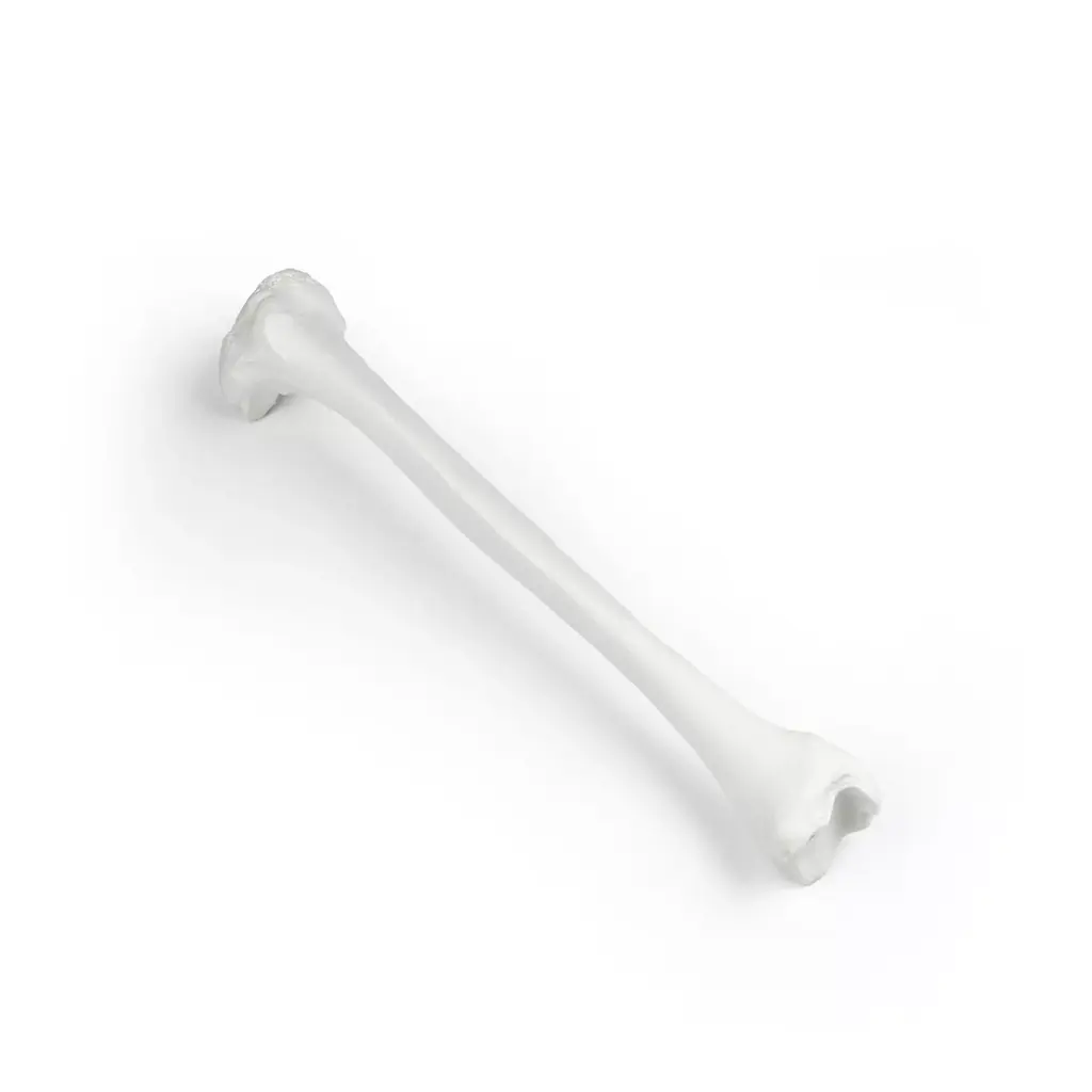 Tibia