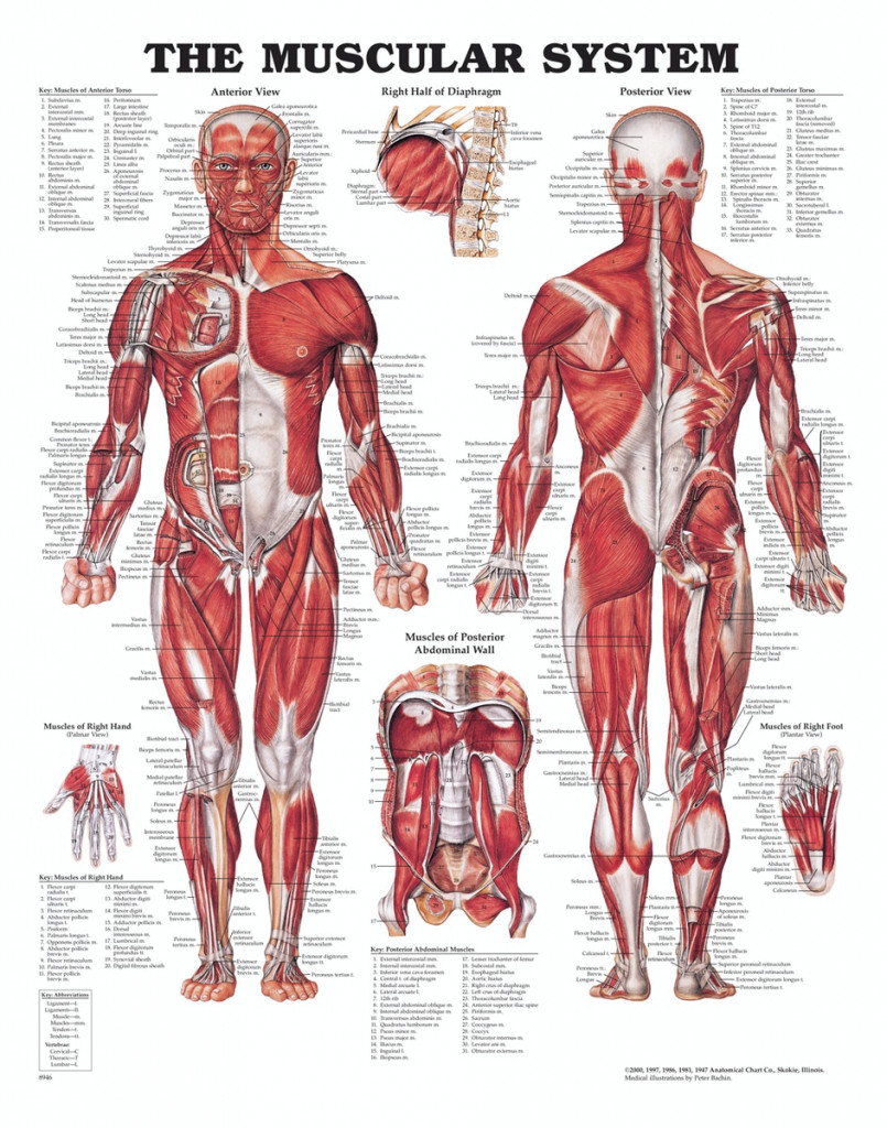 Anatomiplansch, Muskler (The muscular system)