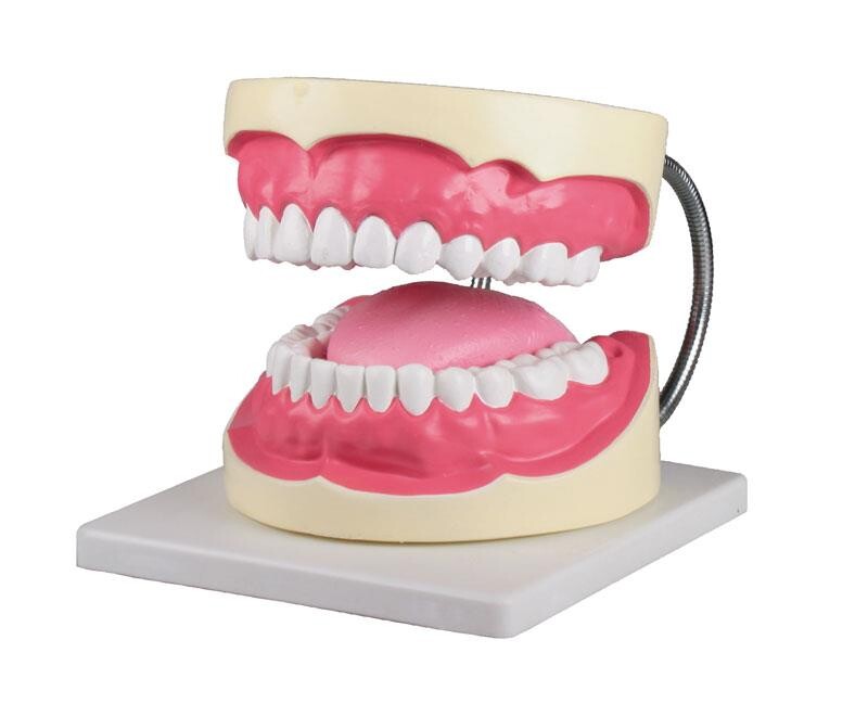 Tandhygienist tandmodell