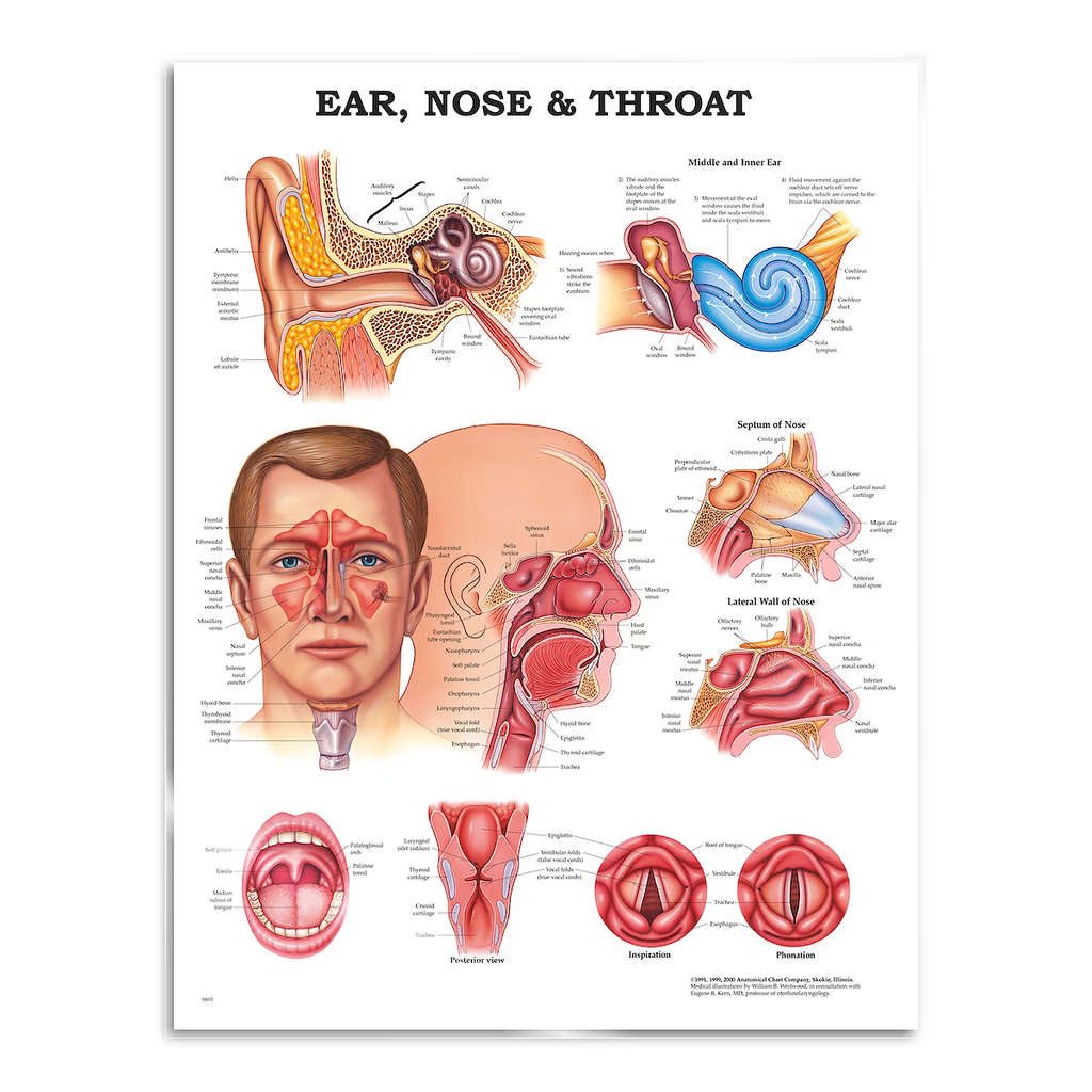 Öra näsa hals, poster plansch 51x66 cm