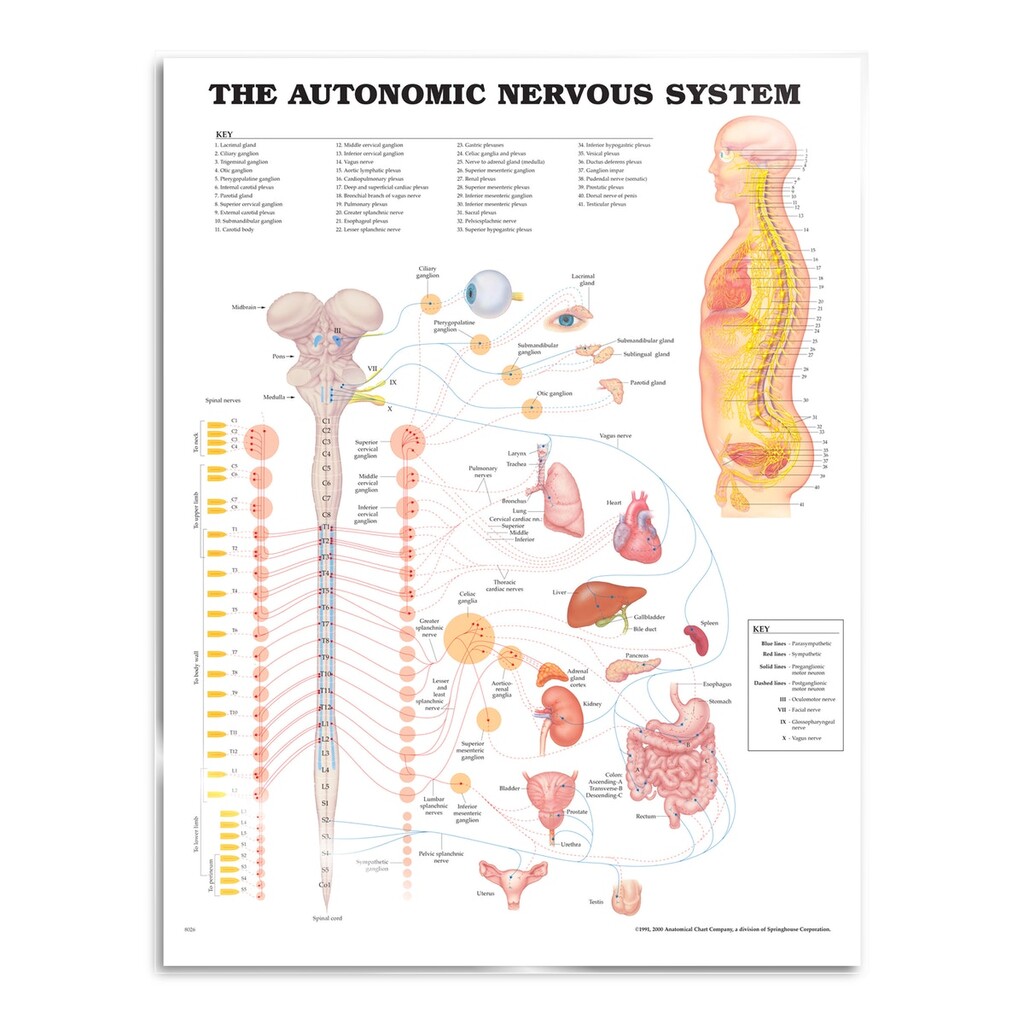 Autonoma nervsystemet poster affisch