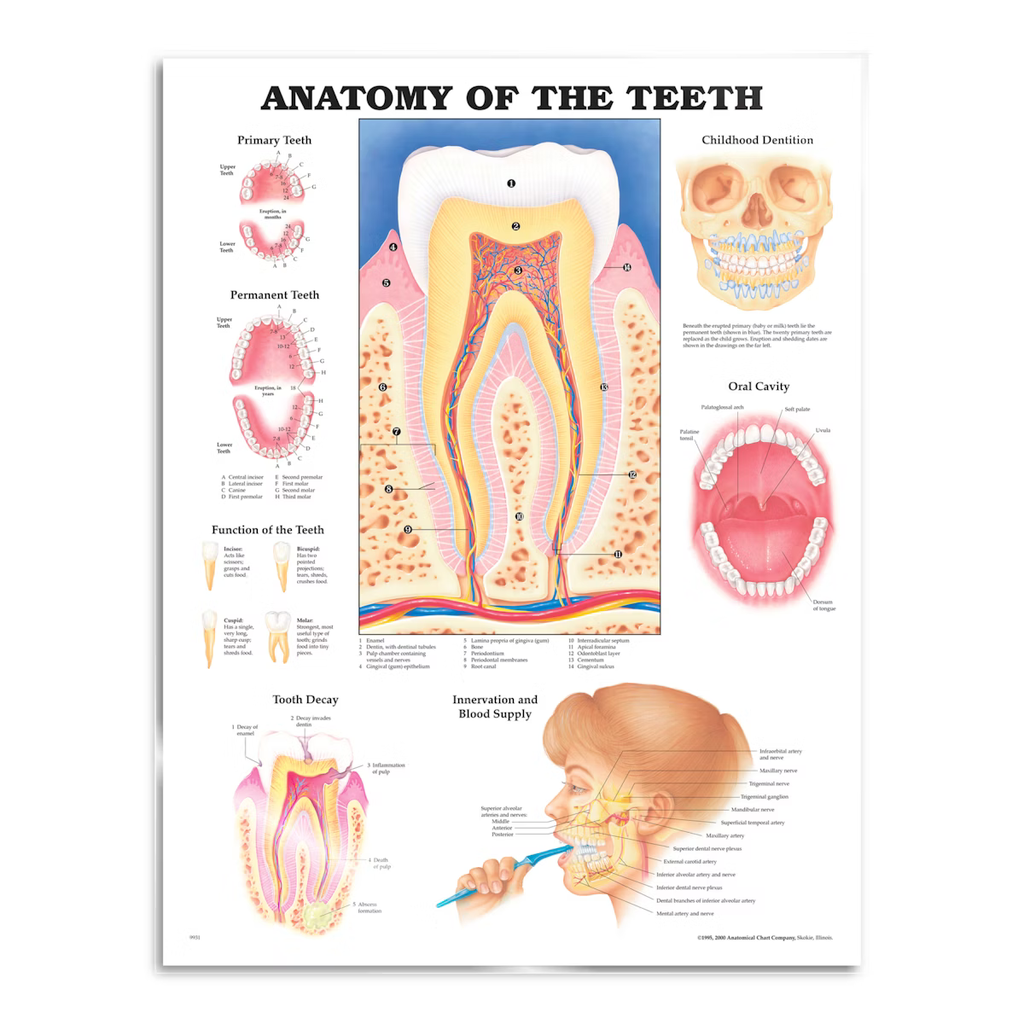 Tändernas anatomi laminerad affisch engelsk (Anatomy of the teeth)