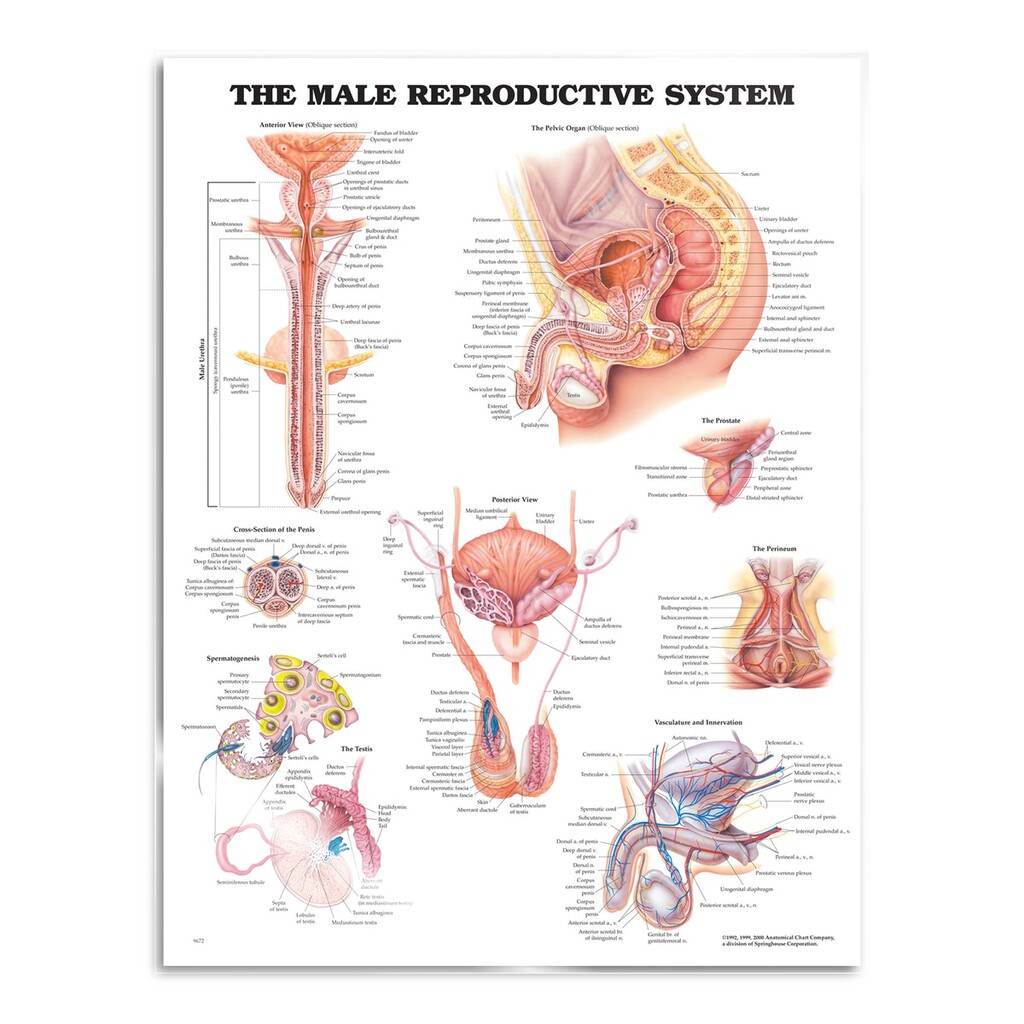 Manliga könsorgan (Male reproductive system) plansch