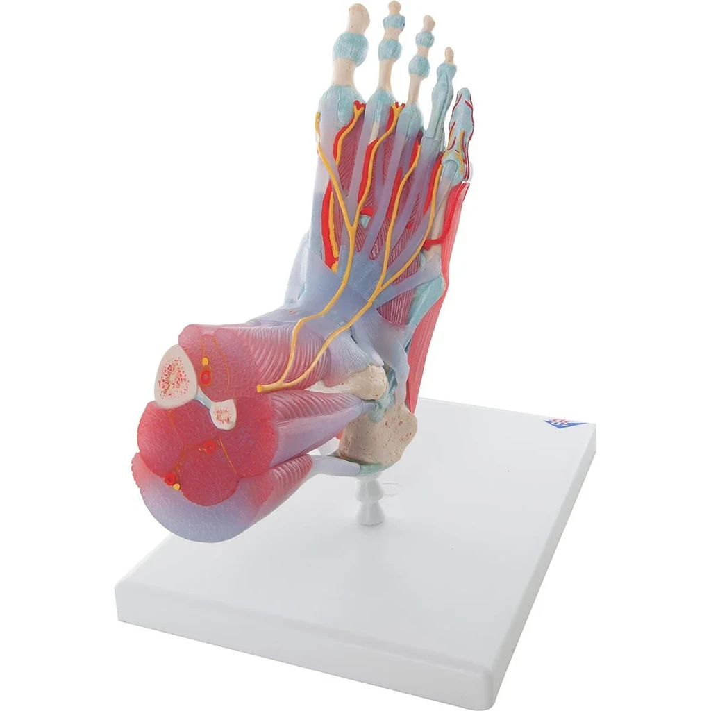 Fot, anatomisk modell i 6 delar
