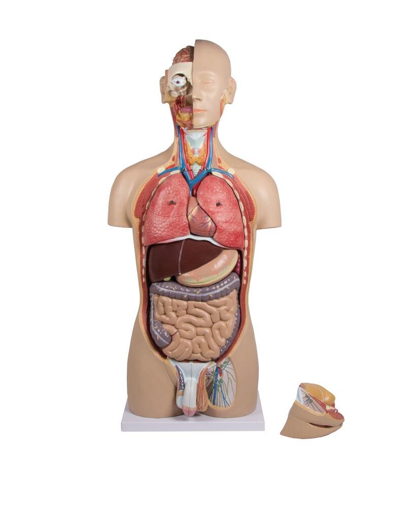 Torso modell med 27 avtagbara delar (ljusthyad och utbytbara könsorgan)